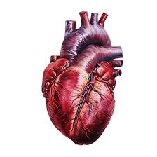 HEART WITH MAJOR VESSELS